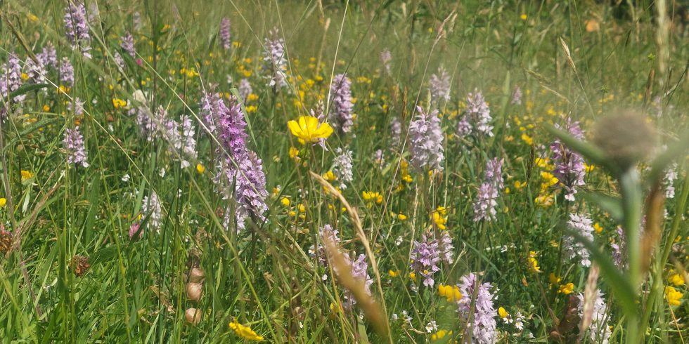hay meadow flowers