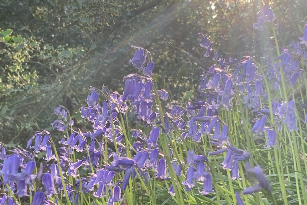 Bluebell woodland