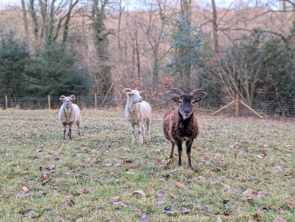 Soay sheep for conservation